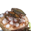 Gher_Soft Shell Whole (Clean)